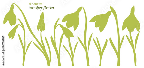 Set silhouette beautiful snowdrop flowers