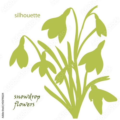 Set silhouette beautiful snowdrop flowers