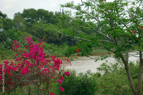 africa, flowers, gaden, spring, river photo