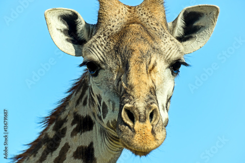 Fototapeta Naklejka Na Ścianę i Meble -  African Giraffes in the savannah