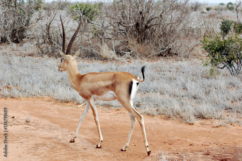 Photography african animals