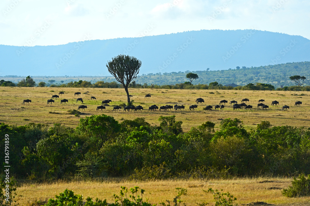 Obraz premium Masai Mara wildebeest