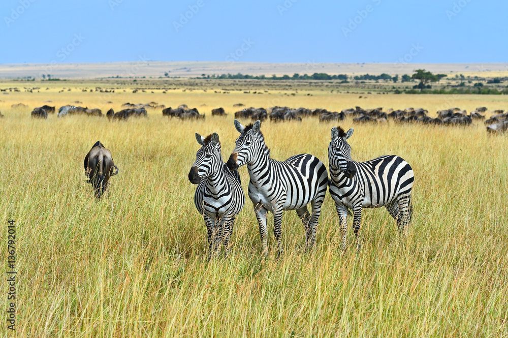 Wildebeest in the savannah