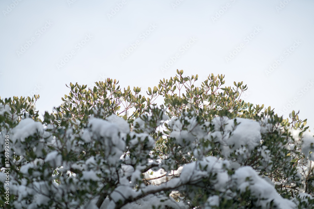 Tofukuji temple snow scene,Kyoto,tourism of Japan