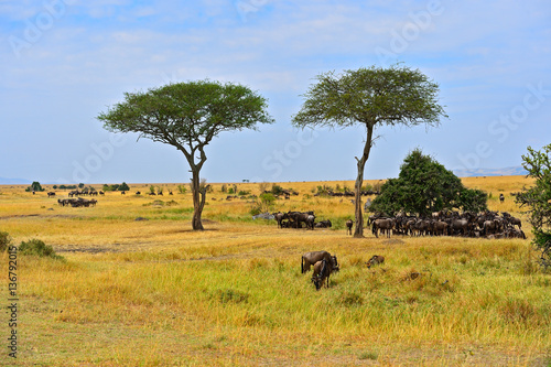 Wildebeest in the savannah