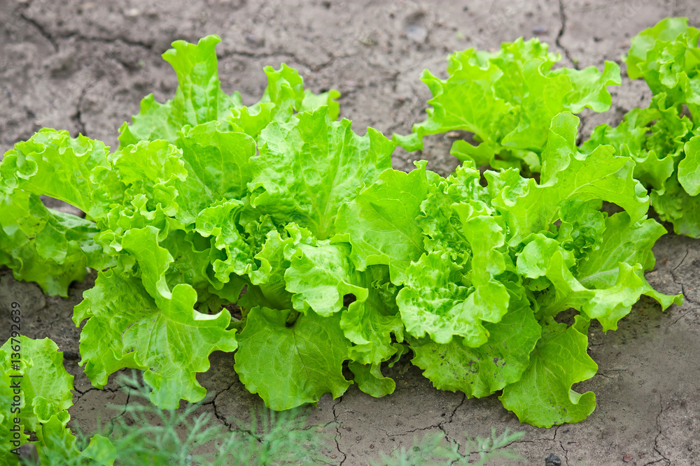 salad leaves in the garden salad leaves in the garden