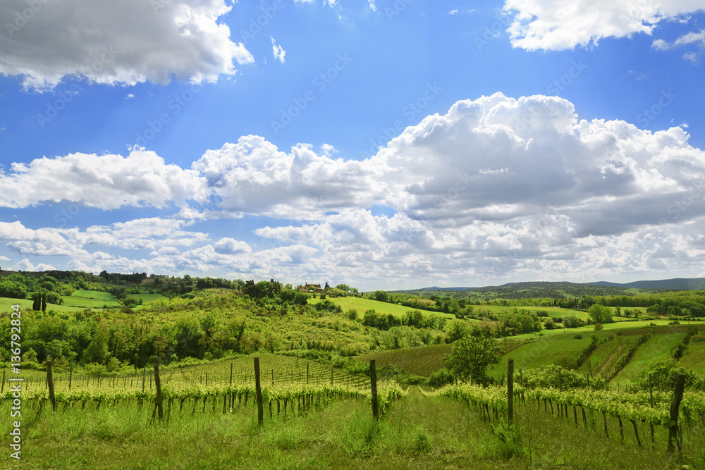 Vineyard in Tuscany, traditional region of winemaking. Green slope and blue sky with white clouds in sunny day landscape. Chianti region of Italy.