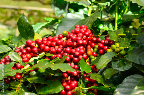 coffee beans on tree