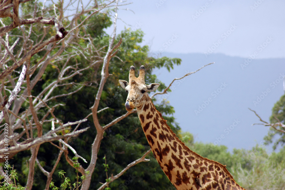 Obraz premium african animals