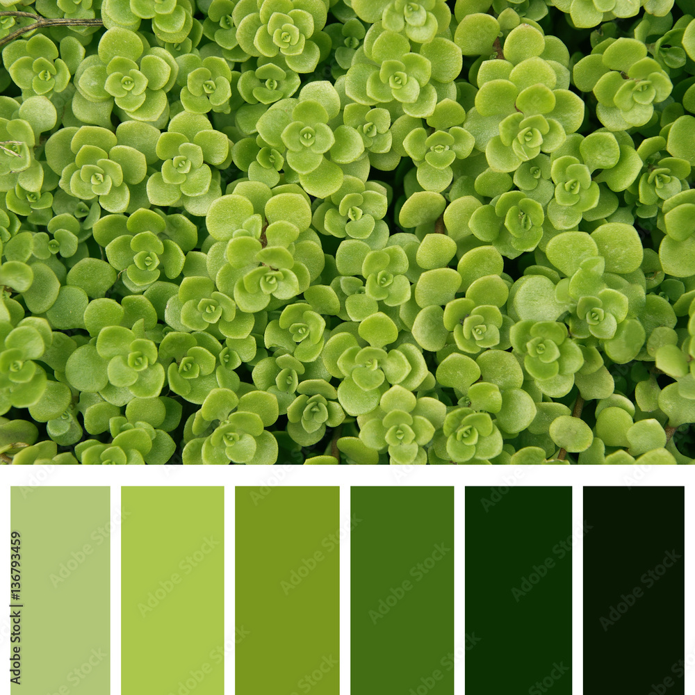 botanical background of green leaves, color palette Stock Photo | Adobe  Stock