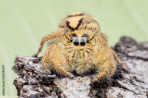 Close up female Hyllus diardi or Jumping spider on rotted wood