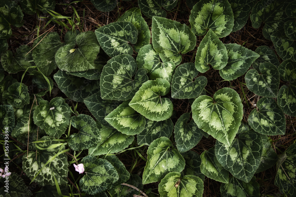 top view image of green leaves pattern top view image of green leaves pattern