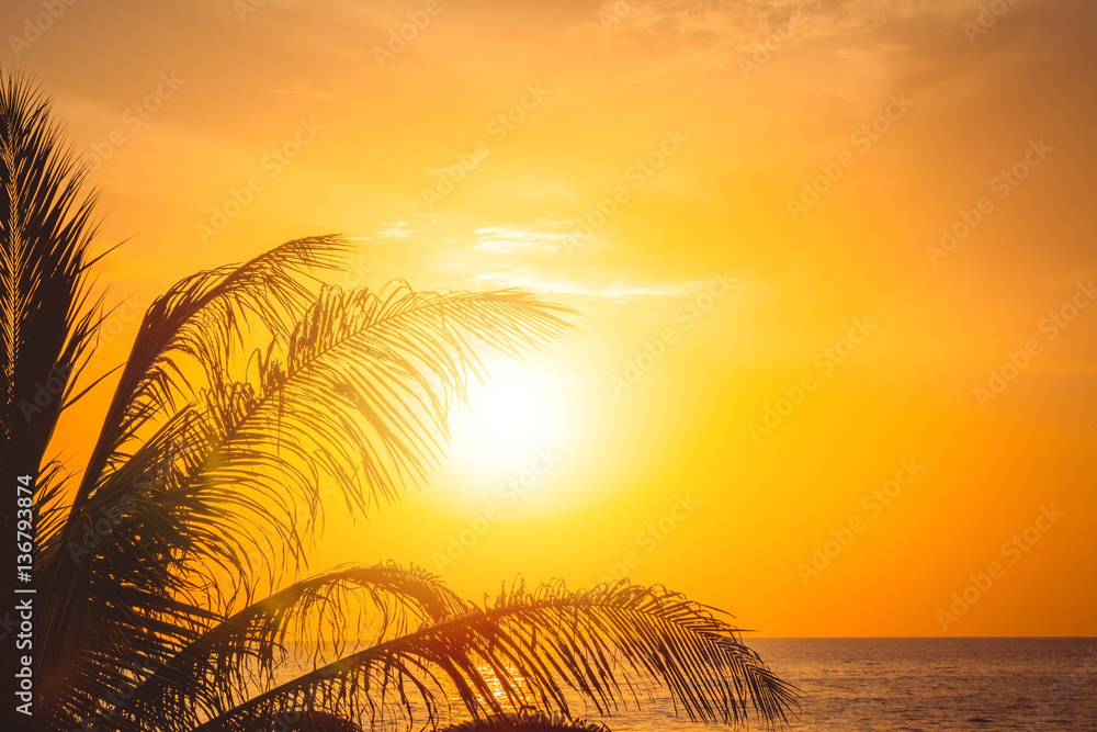 Palm tree at beautiful sunset. Phuket, Thailand.