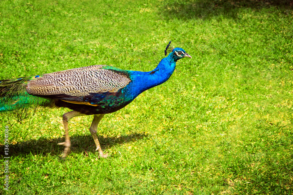 Obraz premium Peacock on a green grass