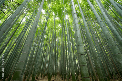 Bamboo forest at Sagano Arashiyama Kyoto tourism of japan
