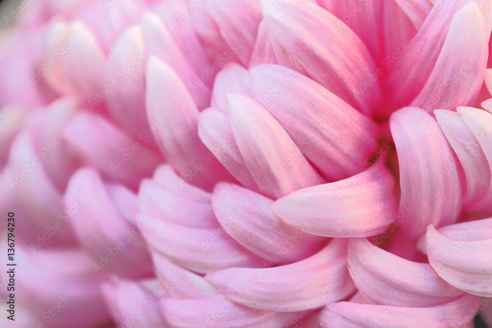 Fototapeta premium 菊の花