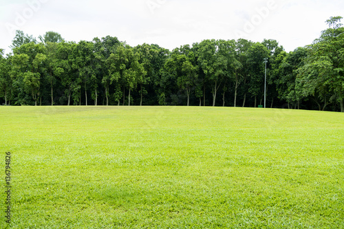 Green grass field and forest