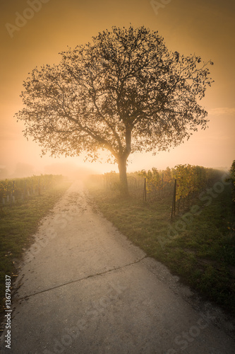 Tree in vineyard  Pfalz  Germany