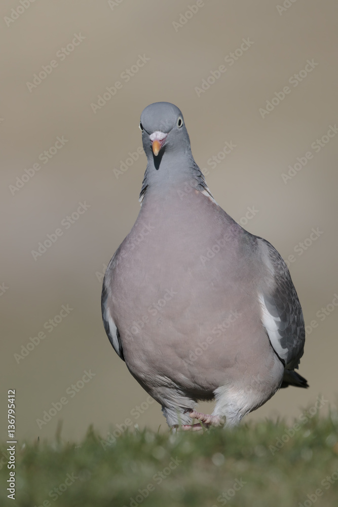 Fototapeta premium Bird, wood pigeon 
