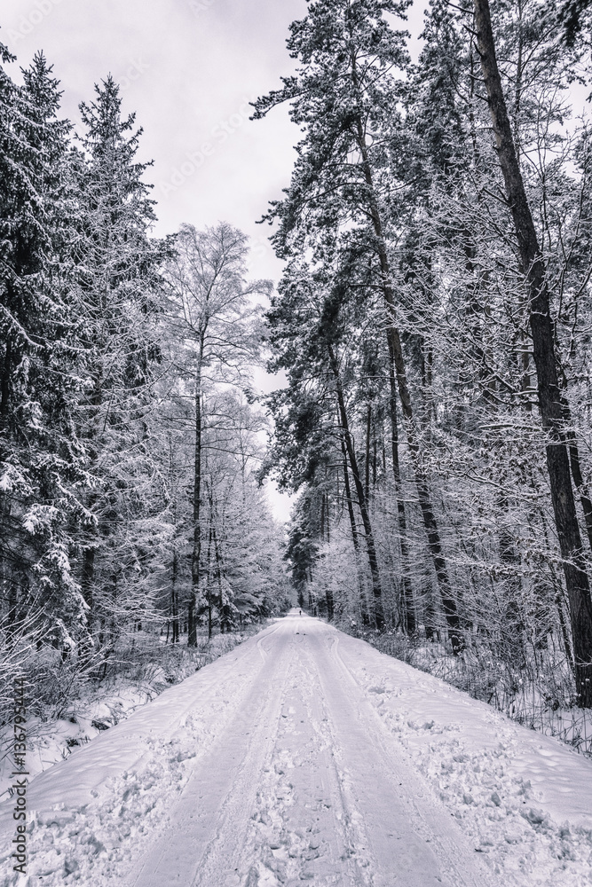 Obraz premium Vertical picture of a road covered with snow leading through the forest