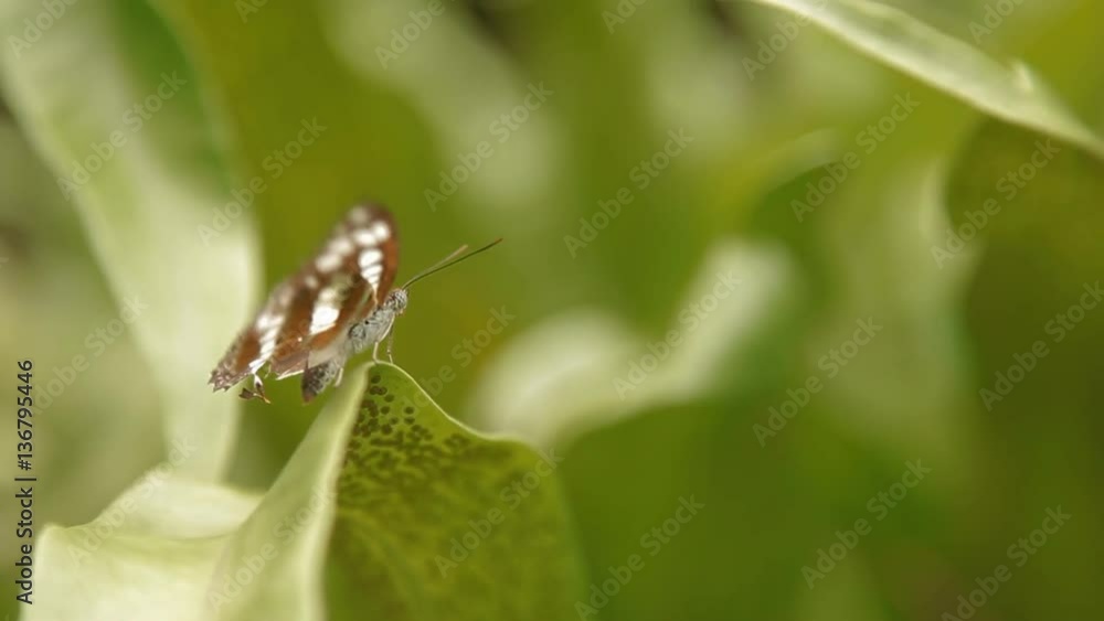 Butterfly on leaf macro insect life in the tropical rain forest. Malaysia. Natural background. Butterfly on leaf macro insect life in the tropical rain forest. Malaysia. Natural background.
