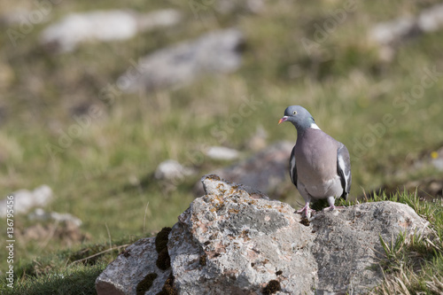 Bird, wood pigeon 