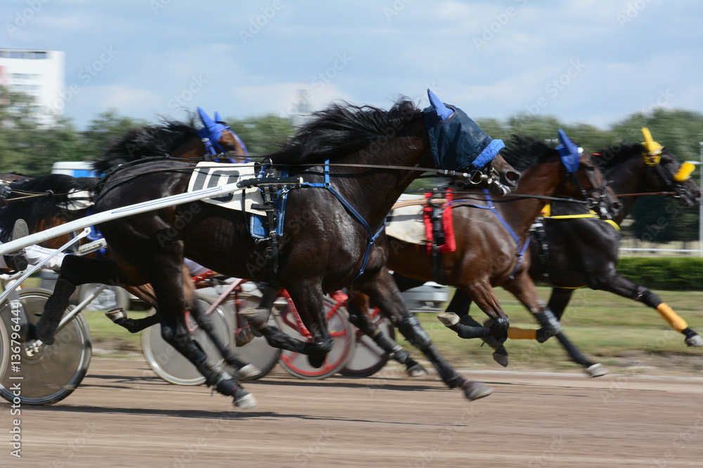 Horses trotter breed in motion on hippodrome blur