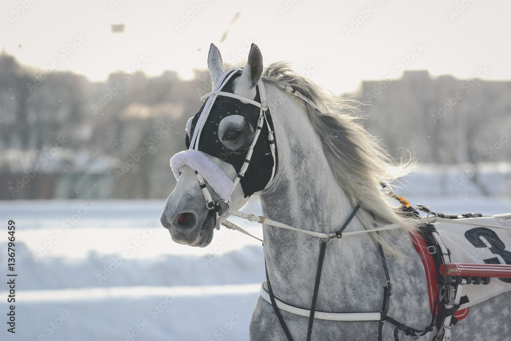 Portrait of a gray Orlov horse trotter breed in motion on racetrack