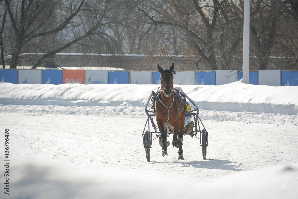 Brown horse trotter breed in motion on racetrack