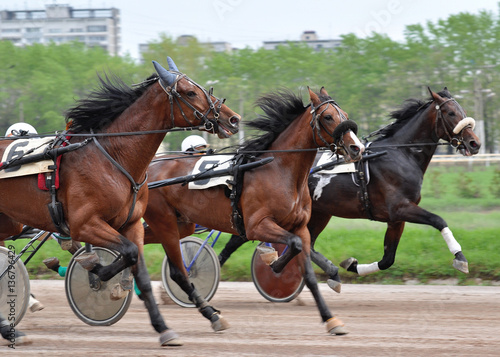 Three horses trotter breed in move on racetrack