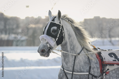 Obraz na płótnie Portrait of a gray Orlov horse trotter breed in motion on racetrack w salonie