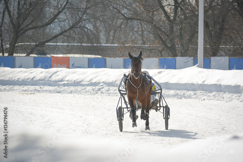 Brown horse trotter breed in motion on racetrack