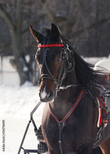 Portrait of a dark bay horse trotter breed winter