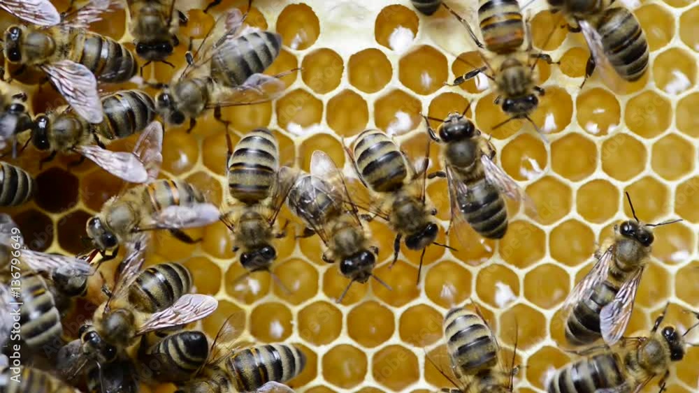 Hive care is important for healty bees Hive care is important for healty bees