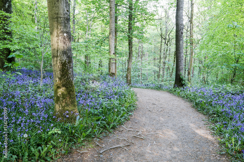 Fototapeta Naklejka Na Ścianę i Meble -  Path through bluebell wood