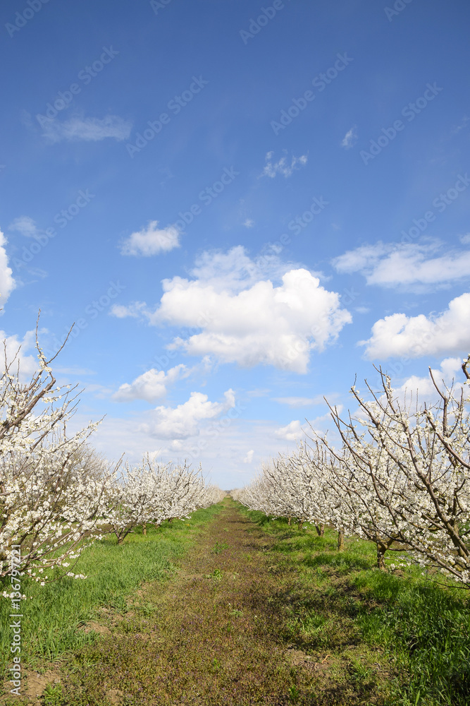 Flowering plum garden