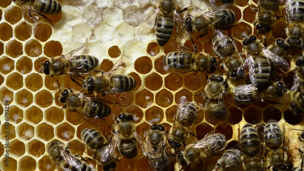 Hive care is important for healty bees Hive care is important for healty bees