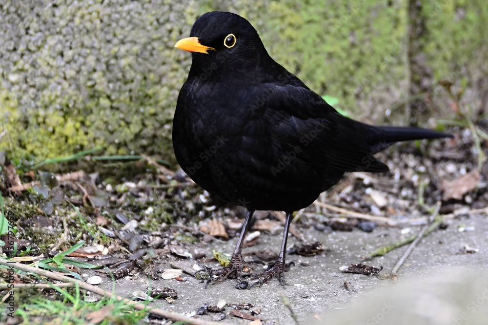 Amsel Amsel