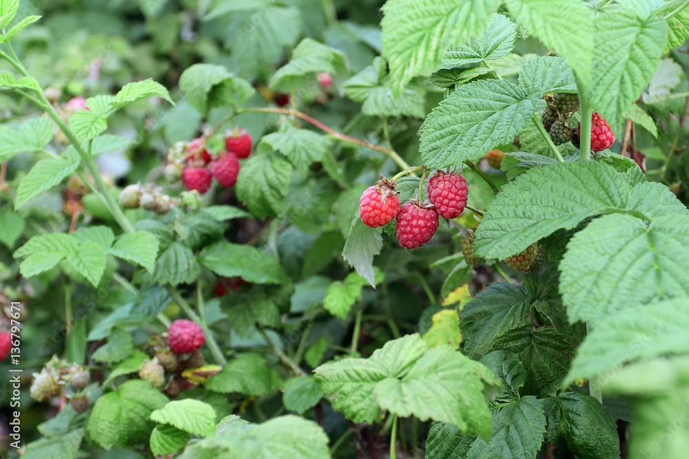 Bright bunches of ripe raspberry hanging on the branches and bus Bright bunches of ripe raspberry hanging on the branches and bus