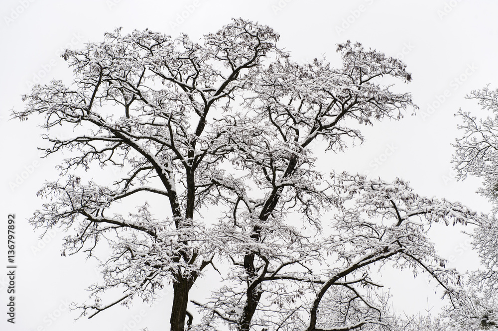 Winter trees with snow on High castle in Lviv Ukraine