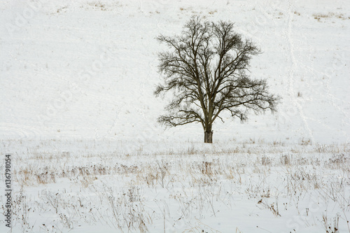 Lonely tree in the winter country