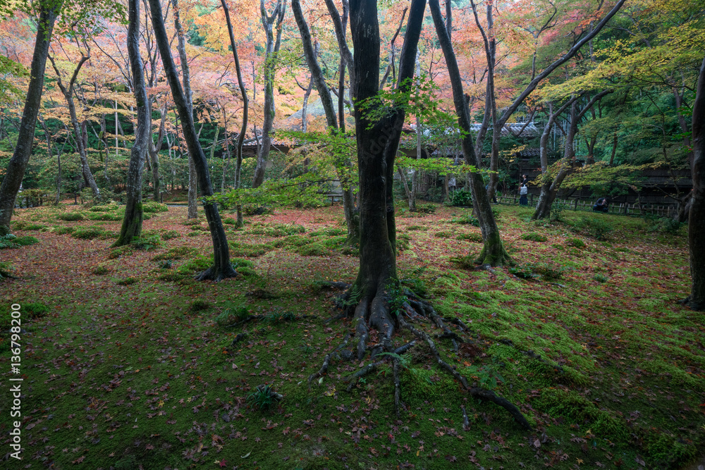 Gioji temple autumn scene,Kyoto,tourism of Japan Gioji temple autumn scene,Kyoto,tourism of Japan