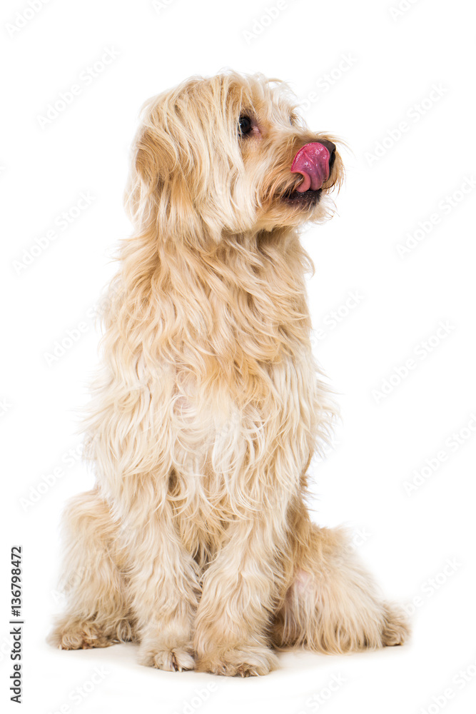 Hund schleckt sich das Maul Hund schleckt sich das Maul