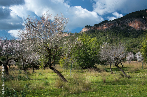 Blossoming almond trees