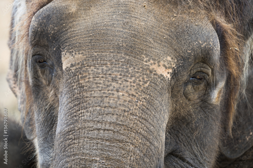 Fototapeta premium Elefant