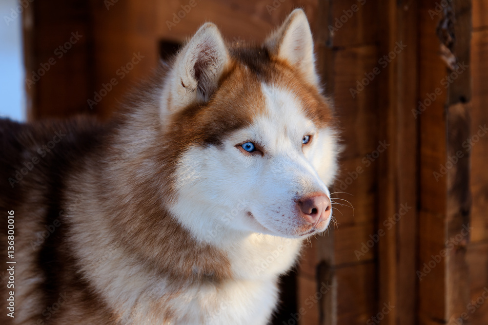 Portrait of the Siberian Husky dog brown colour with blue eyes in winter Portrait of the Siberian Husky dog brown colour with blue eyes in winter