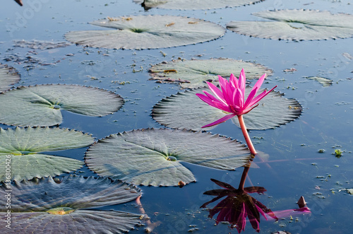 Pink or Red lotus blossoms or water lily flowers blooming on pon