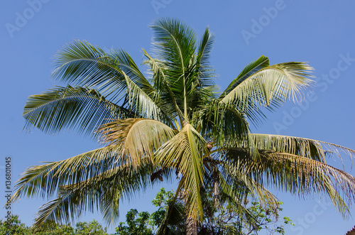 Coconut tree with coconut on blue sky background.