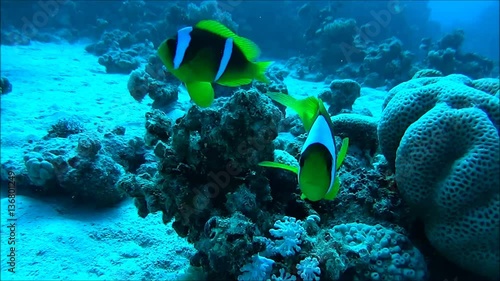 diving in the red sea