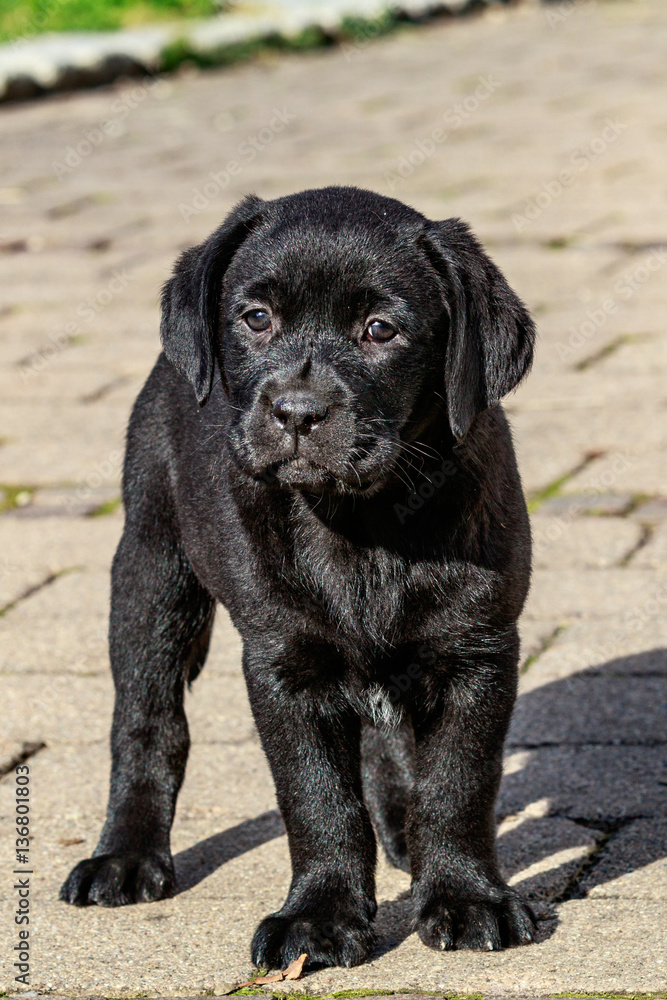 Obraz premium EILA VOM BACHMOOR